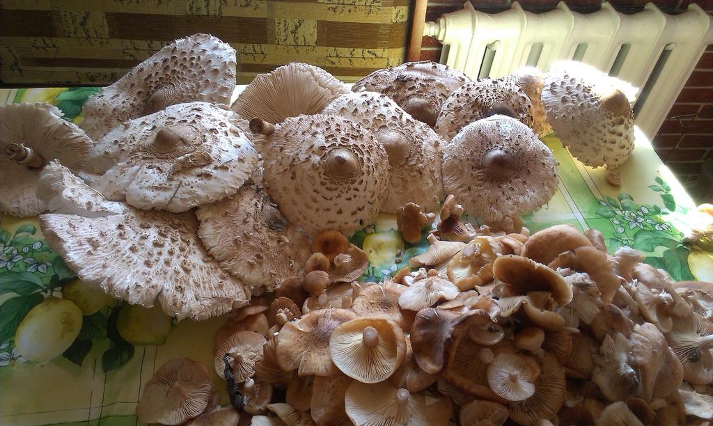 Agro-Tur Domki W Szuwarach Kuty Dış mekan fotoğraf