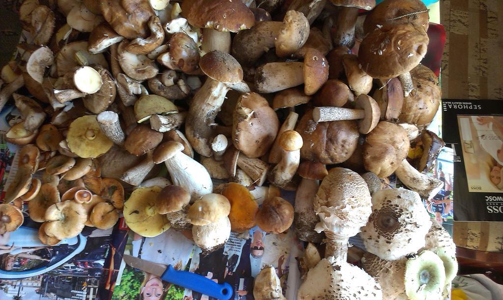 Agro-Tur Domki W Szuwarach Kuty Dış mekan fotoğraf