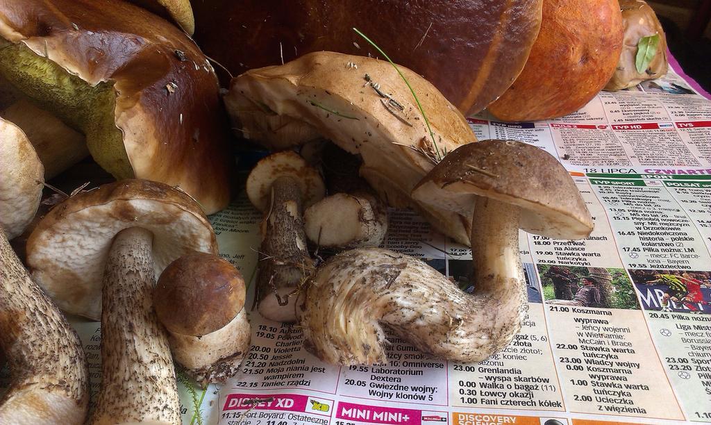 Agro-Tur Domki W Szuwarach Kuty Dış mekan fotoğraf