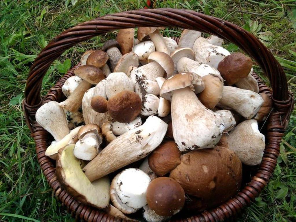 Agro-Tur Domki W Szuwarach Kuty Dış mekan fotoğraf